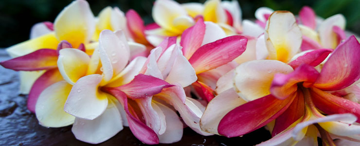  The History and Meaning of the Luau Lei Greeting